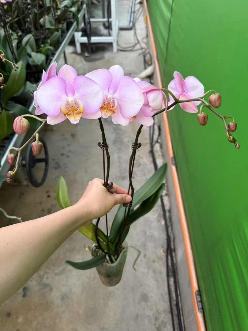 魔幻仙女蝴蝶兰双蝴蝶兰，单颗