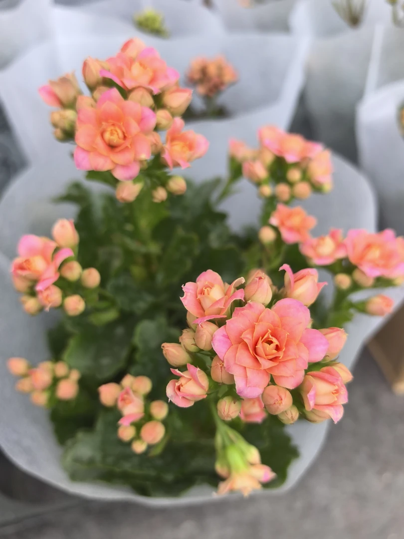 【重瓣长寿花】130盆阳台四季开花植物好养活