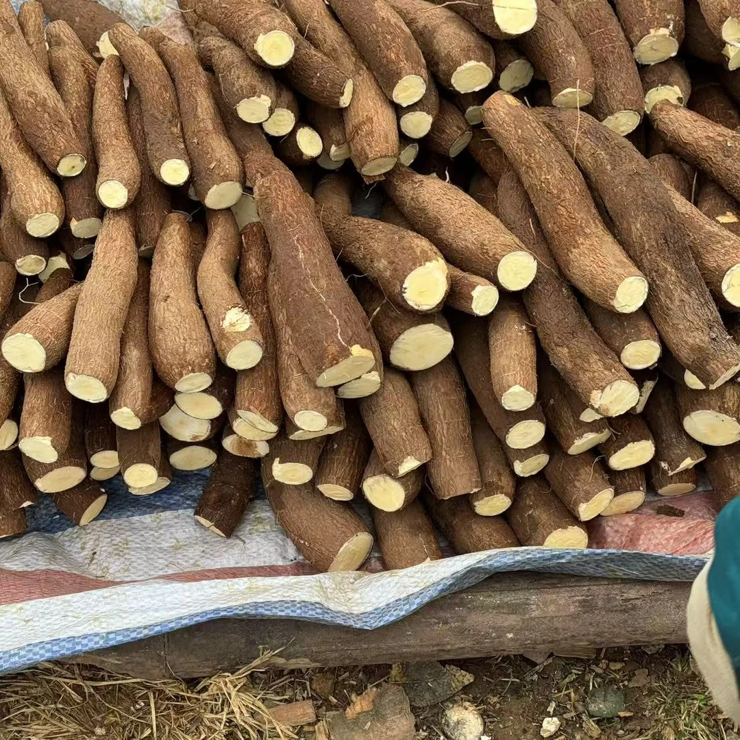 【箱装】农家新鲜黄心木薯自然生长香甜可口