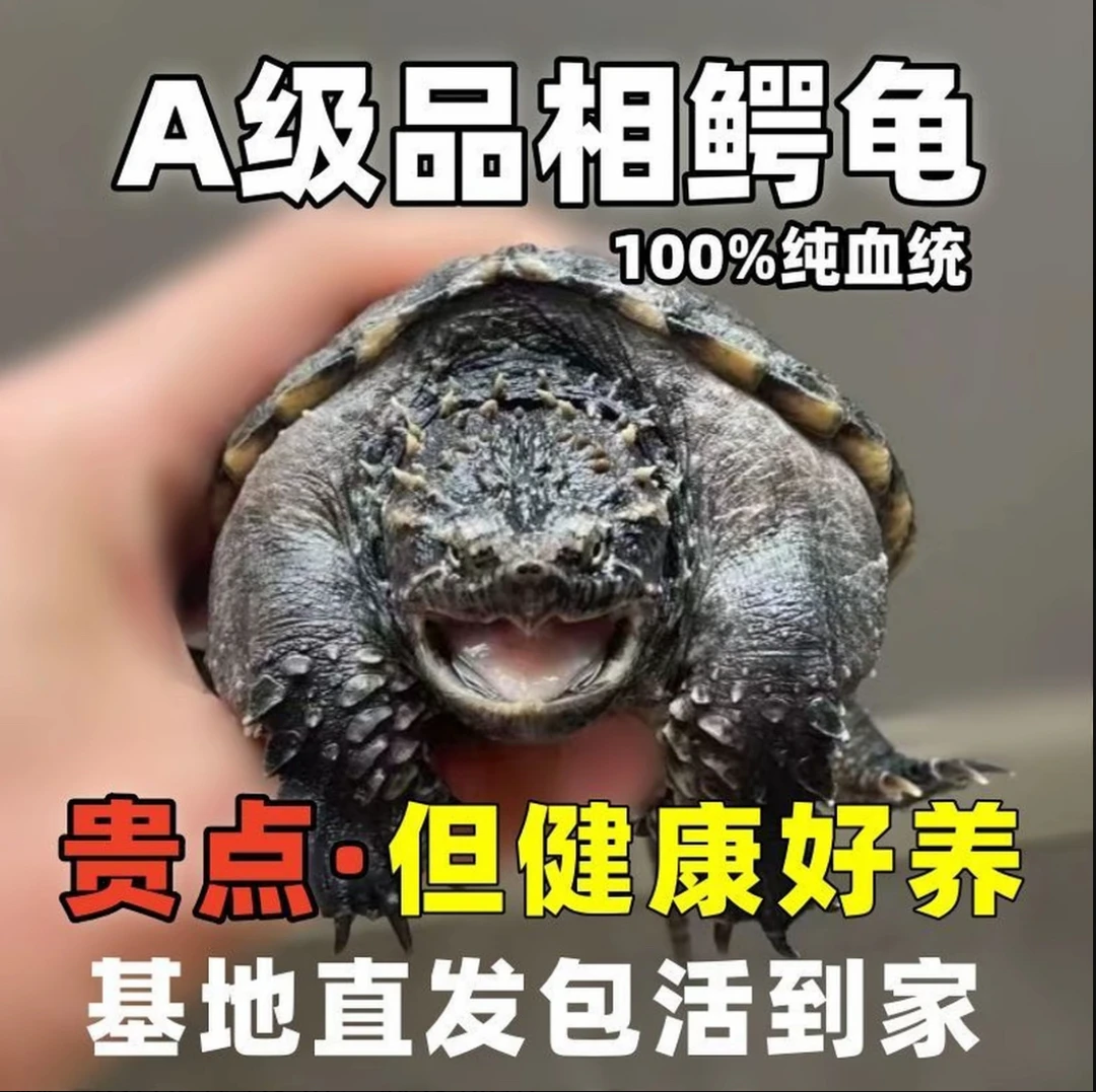 精选佛鳄苗黑佛杂佛爆刺王小乌龟活体稀有宠物龟