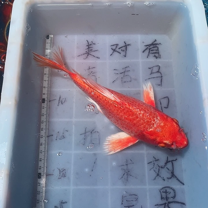 蝴蝶鲤鱼渔场直发104