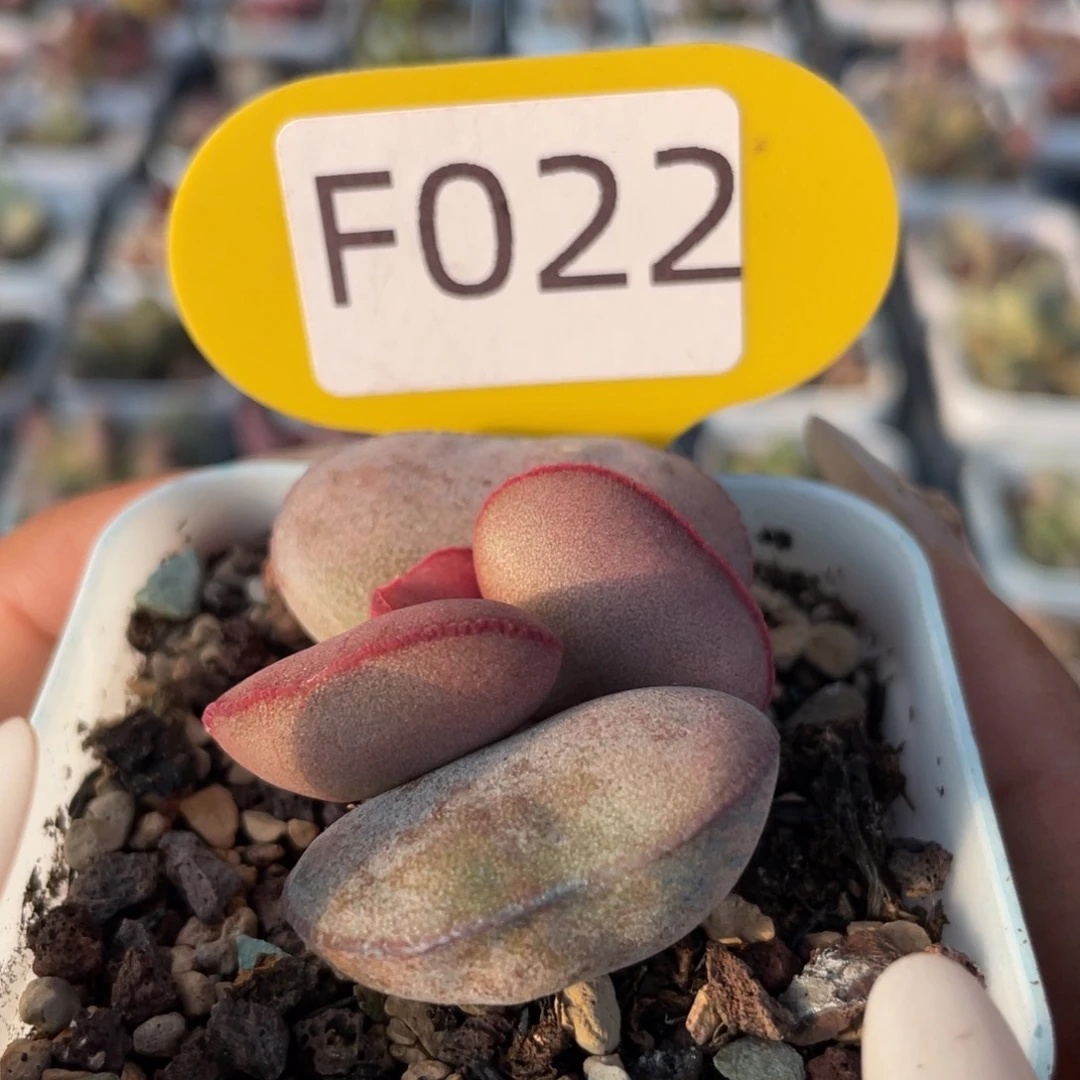 陈*    红蛋。 F022。