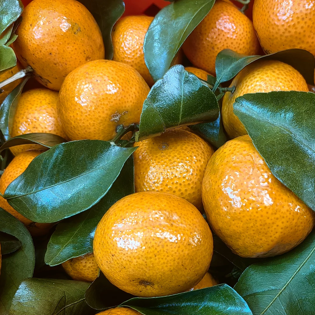 【新年礼盒】砂糖橘一箱（大）