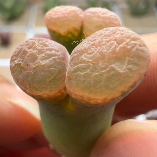 编号丢失美风铃一颗270。