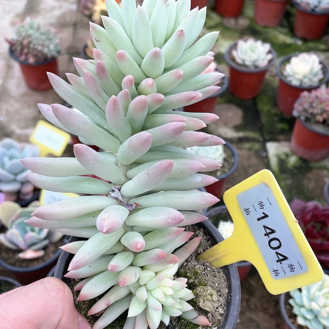 【闪购商品】指**舞1404号