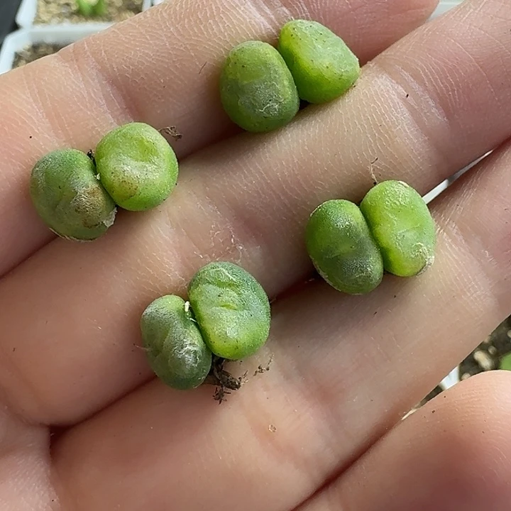 老马生石花双头水晶鞋1530