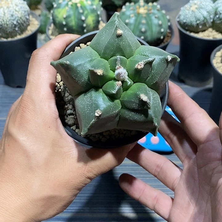 M***宝鸾凤玉实生脱土发货