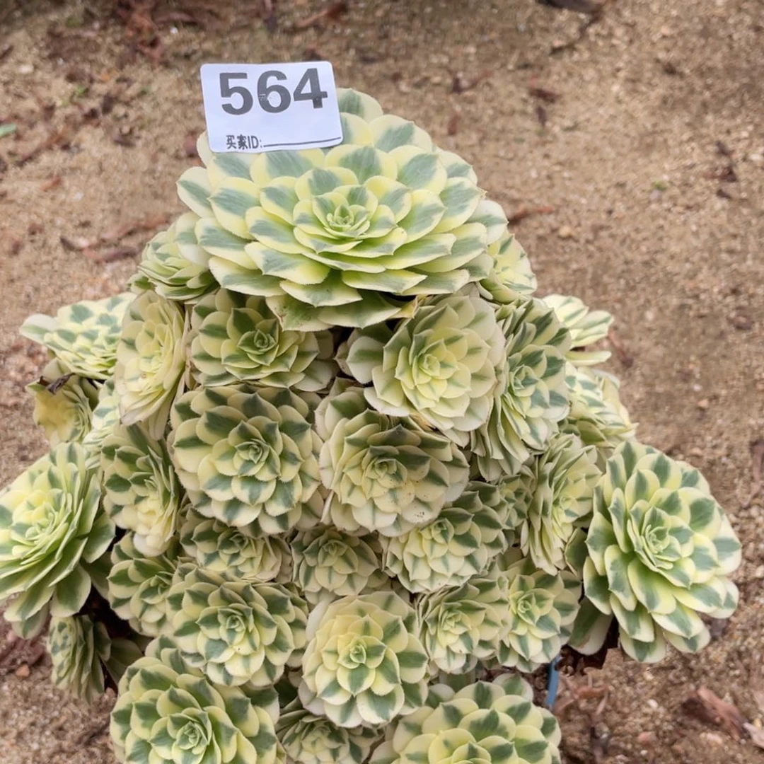 鑫****妈564迈巴赫多肉植物