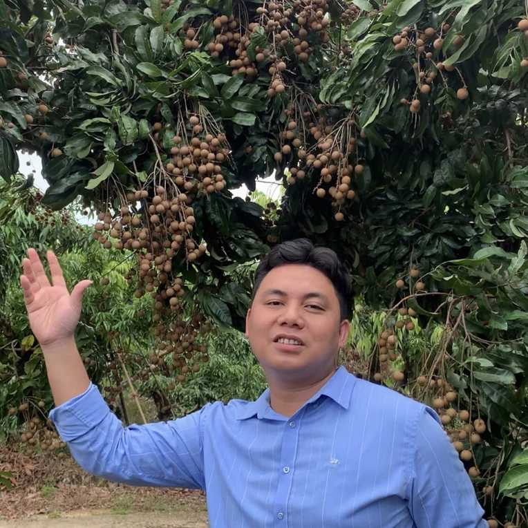 广西濛江石峡龙眼家乡的味道