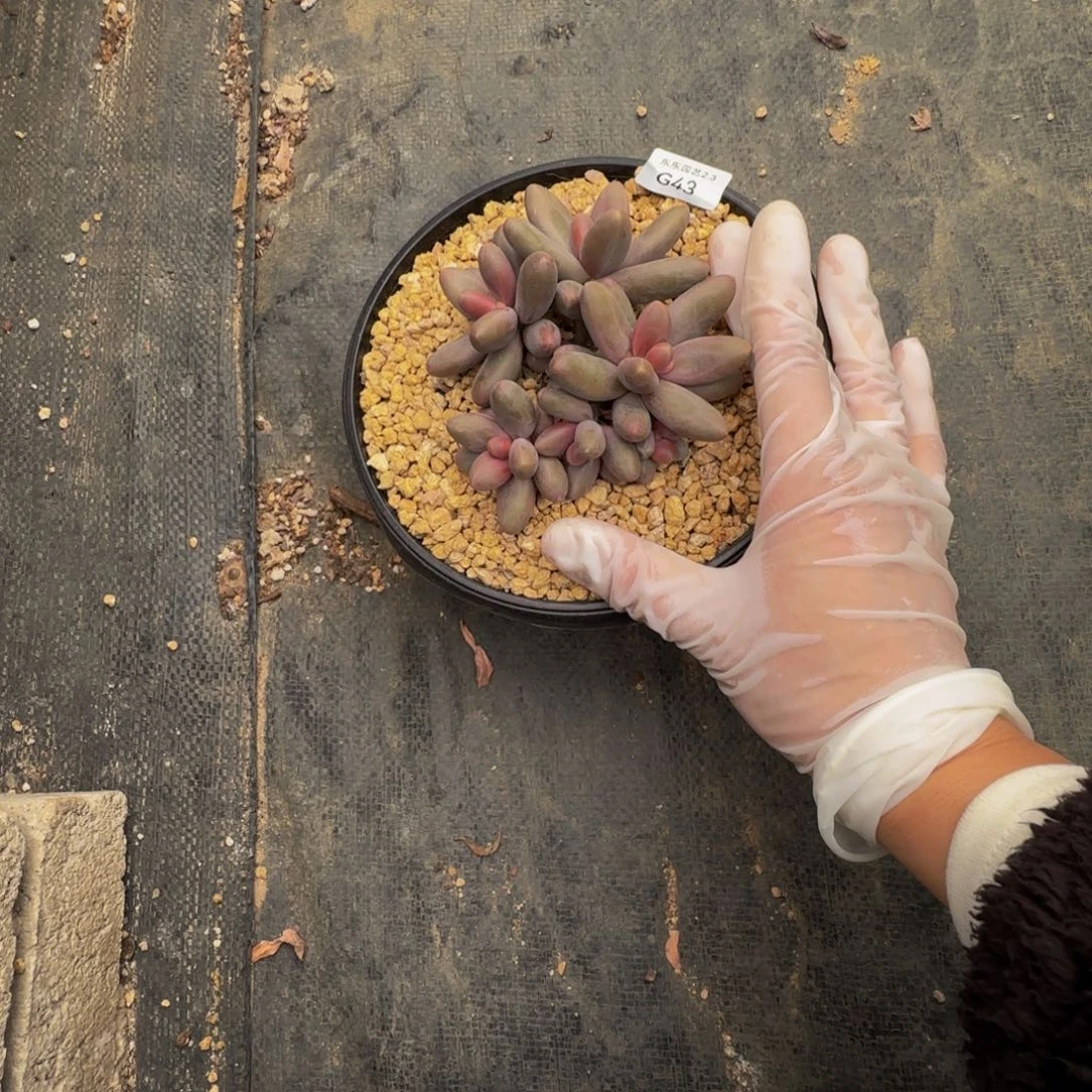 g g g g g g g g g 43