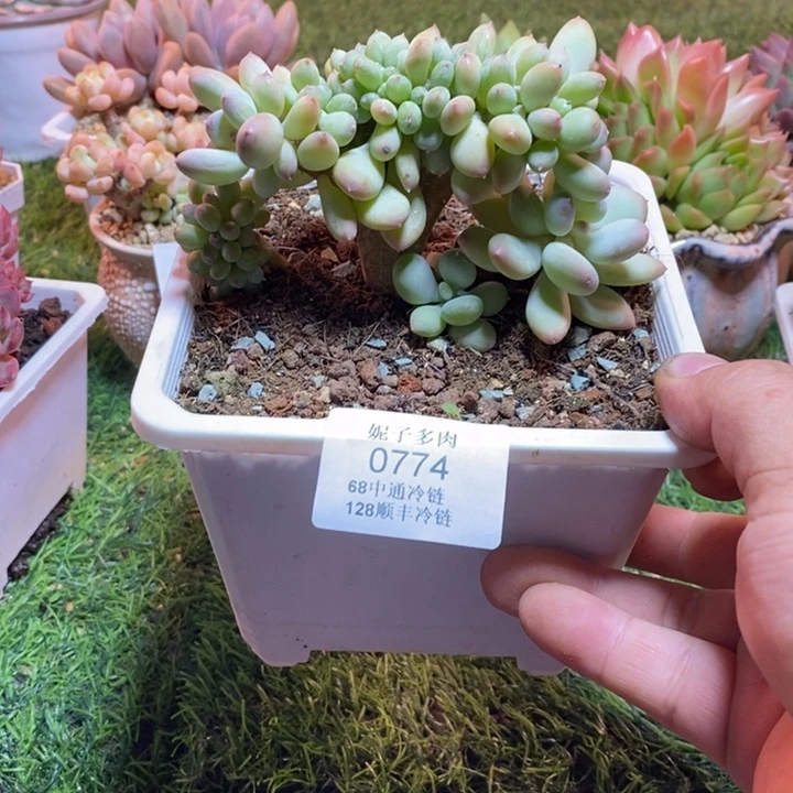 0774啊啊啊啊啊啊啊啊啊啊