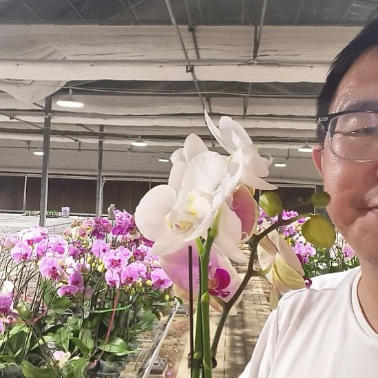完全开放蒙娜丽莎长花絮带花苞➕阿玛花少