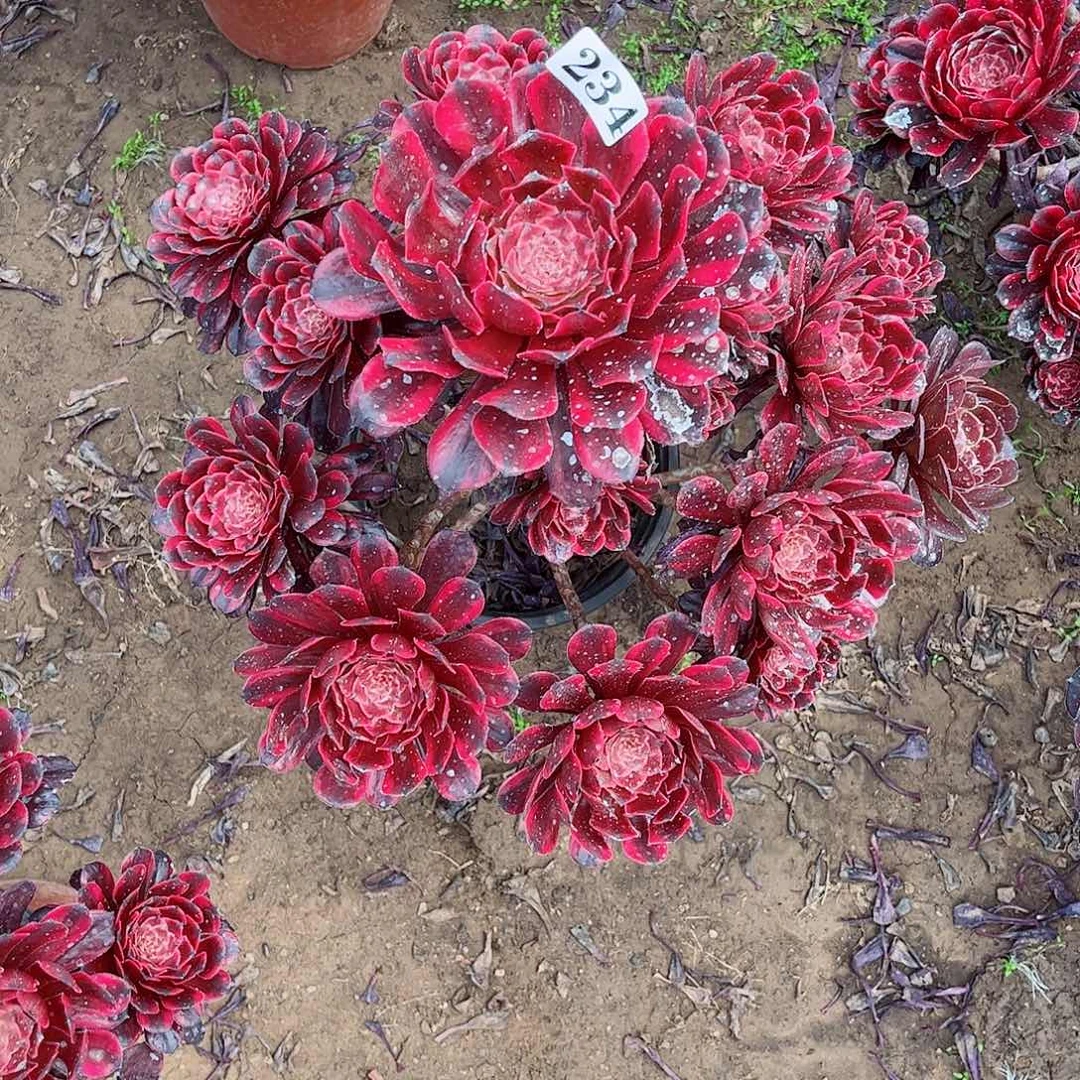 多肉植物234多肉