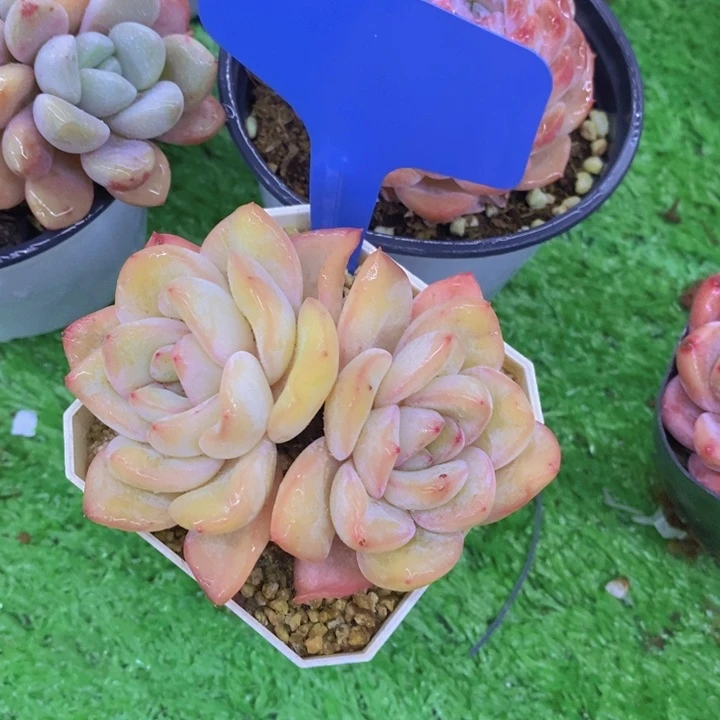 哲*子多肉植物，开心多肉