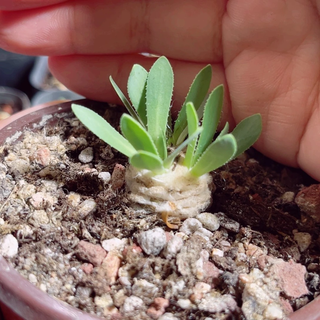 B711 一物一拍 厚墩菊
