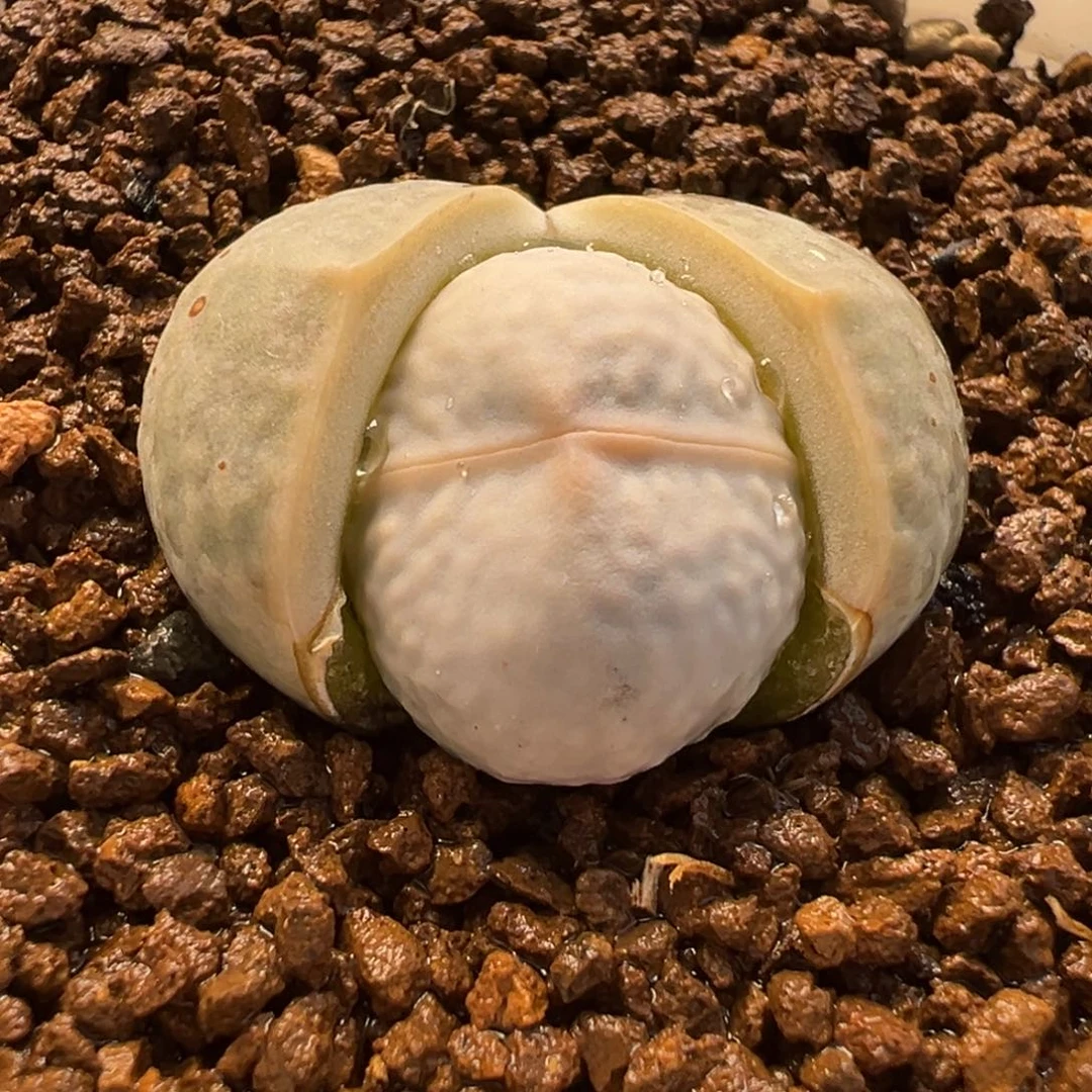 256多肉植物种类多样