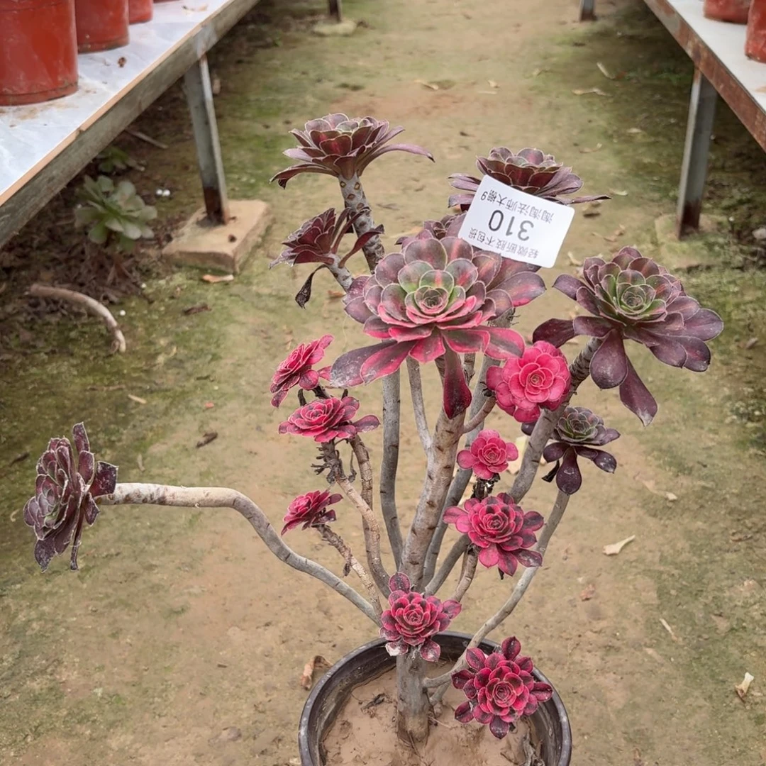 310丽娜阴阳多肉植物法师