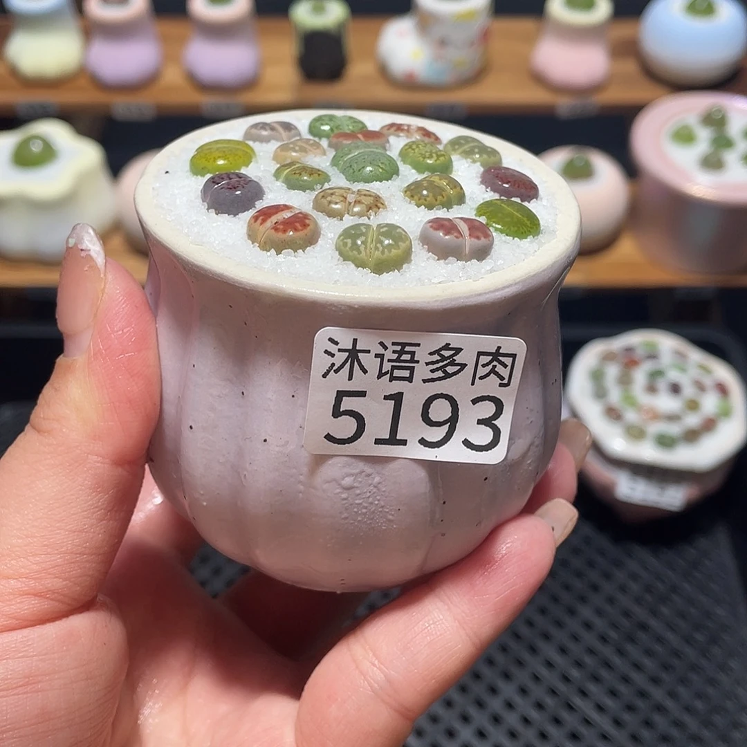 带盆土植物 一物一拍5193