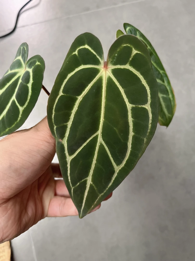 【卡拉3】天南星科 热带植物