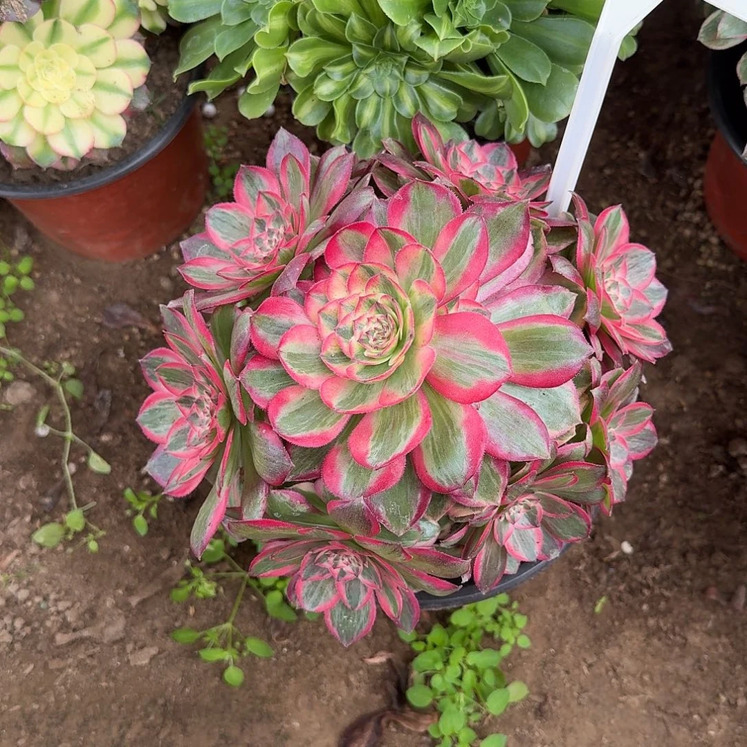 4184云荷多肉法师多肉法师