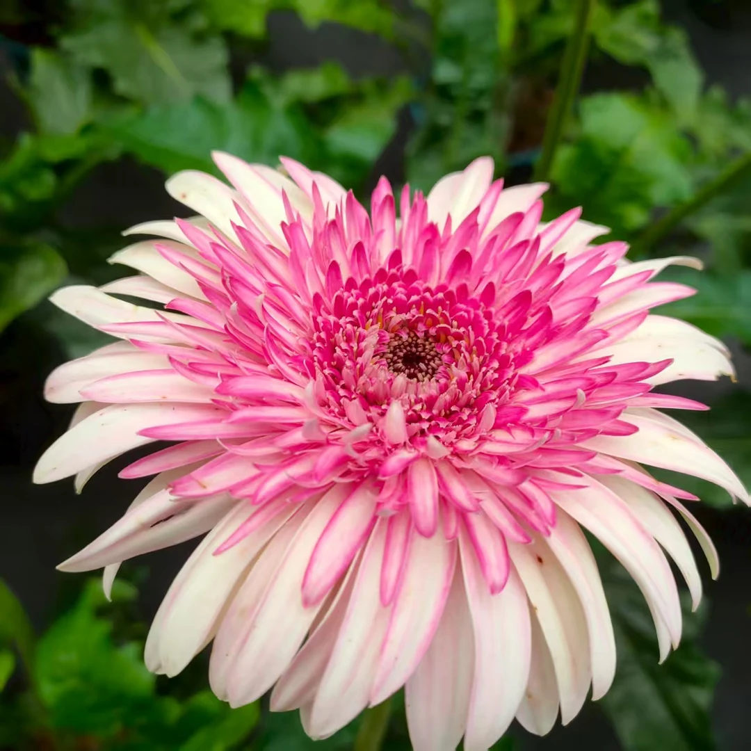 （理想）高杆非洲菊四季开花多年生宿根苗花卉地栽盆栽阳台庭院室外