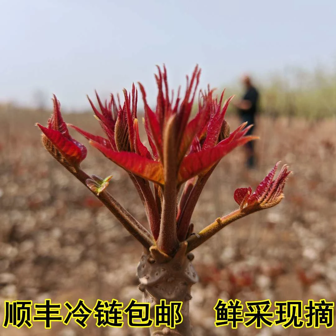 顺丰冷链运输 二茬新鲜红油香椿芽现摘现发山西农家特产蔬菜嫩芽