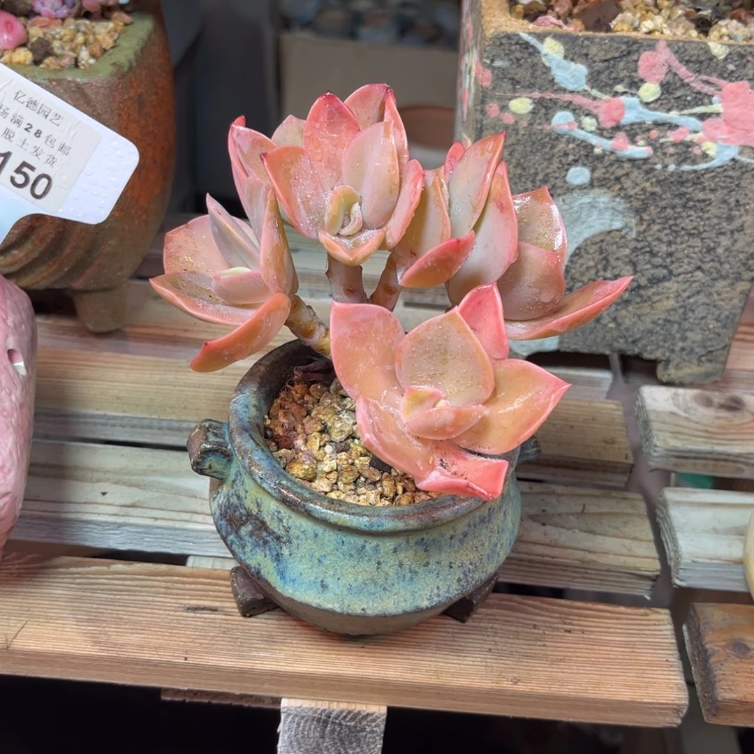 鹤氏朵朵缀满20包邮一物一拍