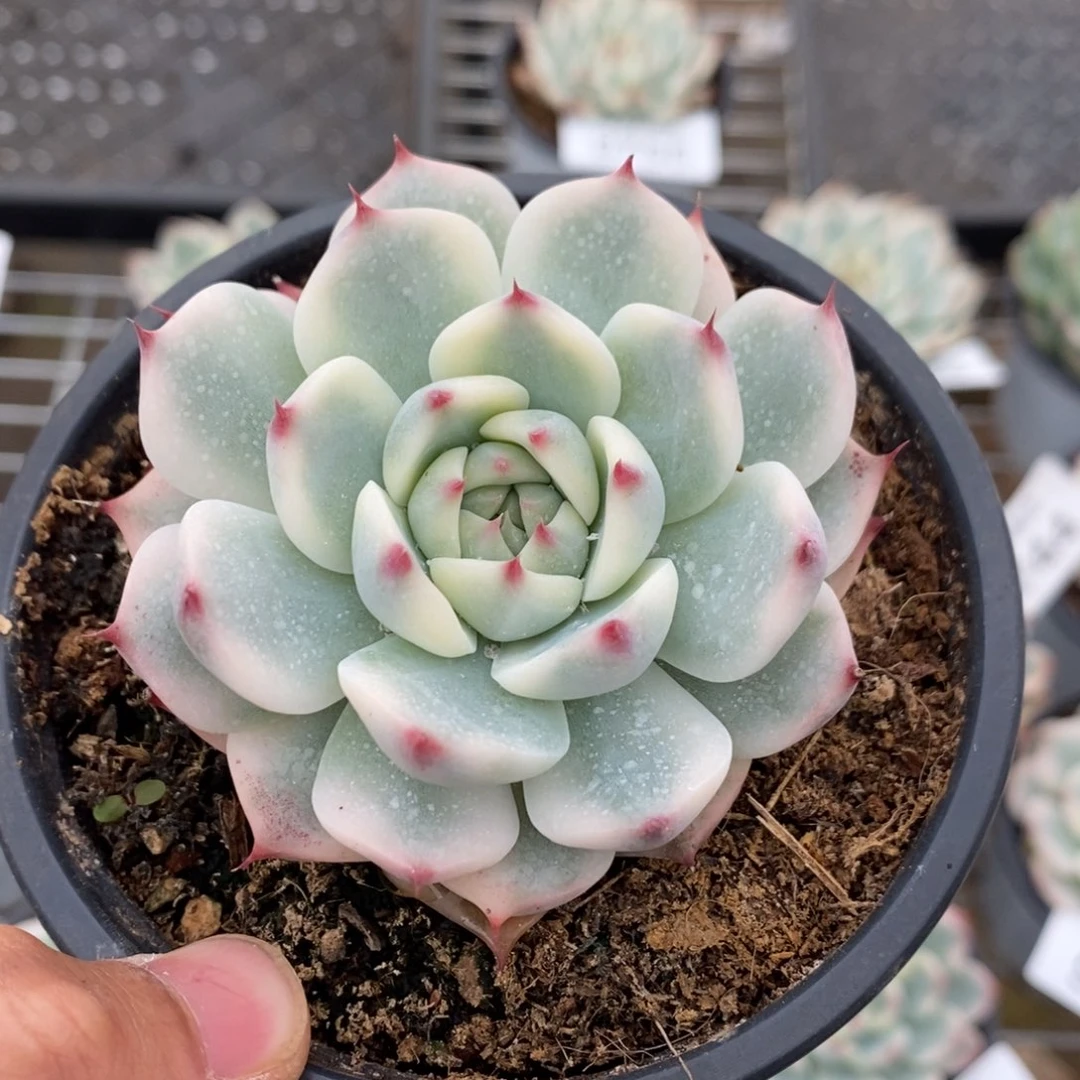 吉娃娃锦多肉植物9761