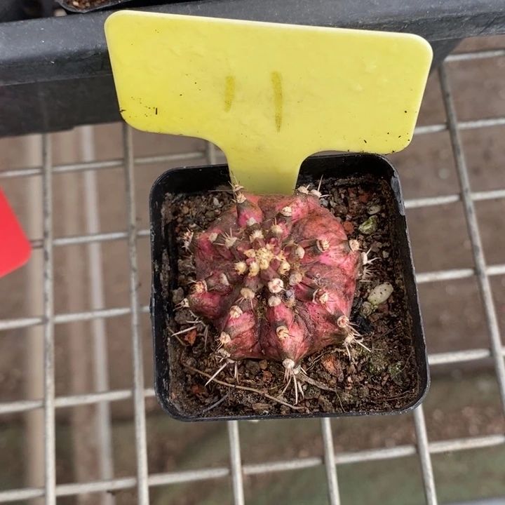 伯克利和格兰两个城市的