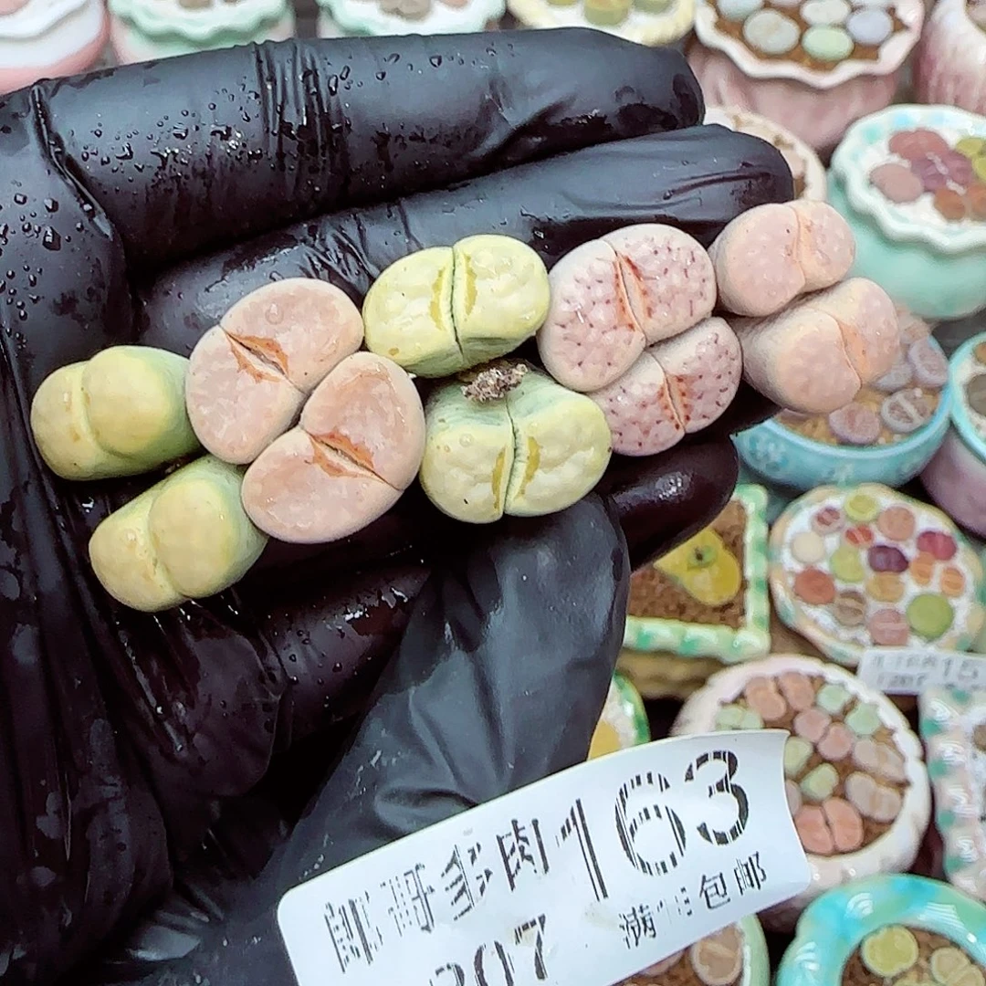 生石花满18包邮1207-163