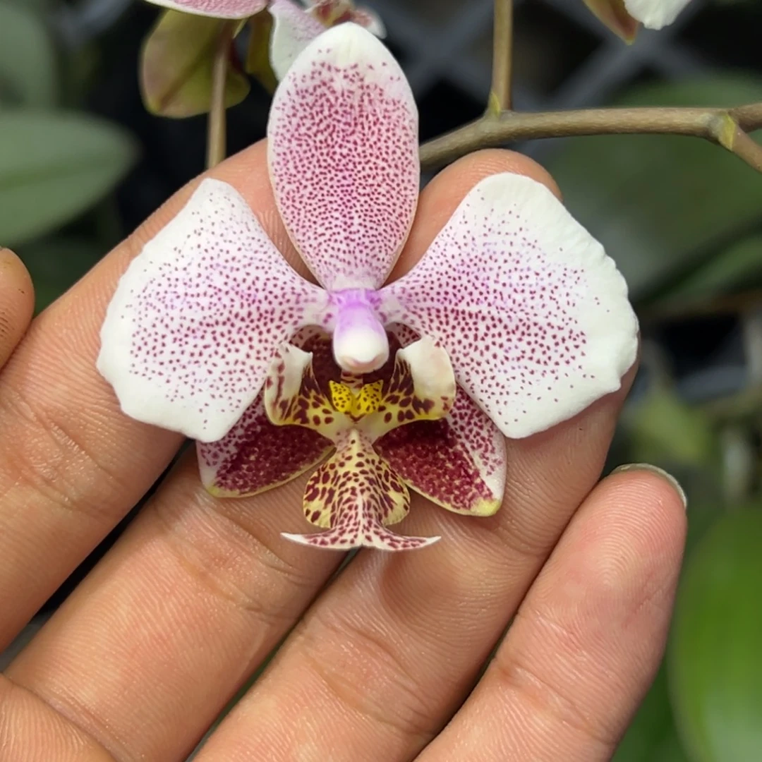 完全开放l332三寸ys1195