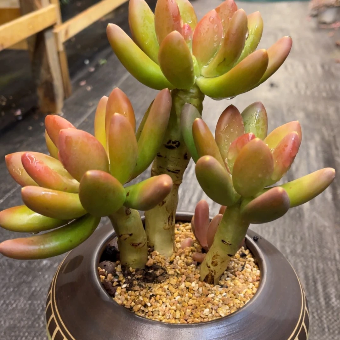 代****?8686868686568686