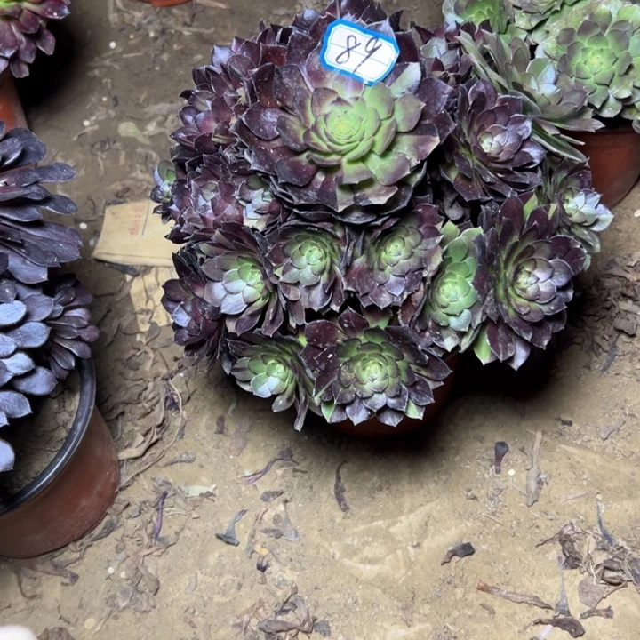 多肉植物黑魔水89法师