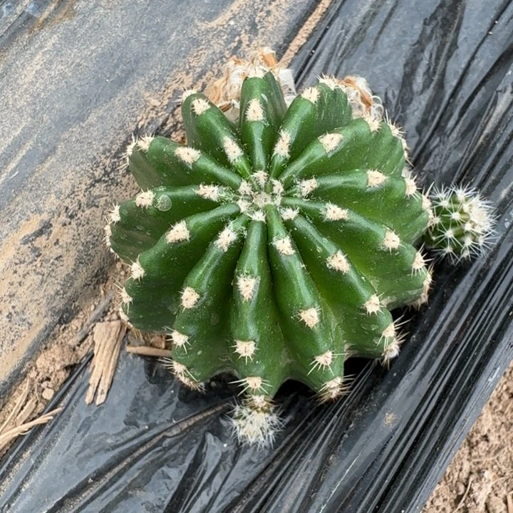 317金刚根脱土发货5公分以上，20包邮斑