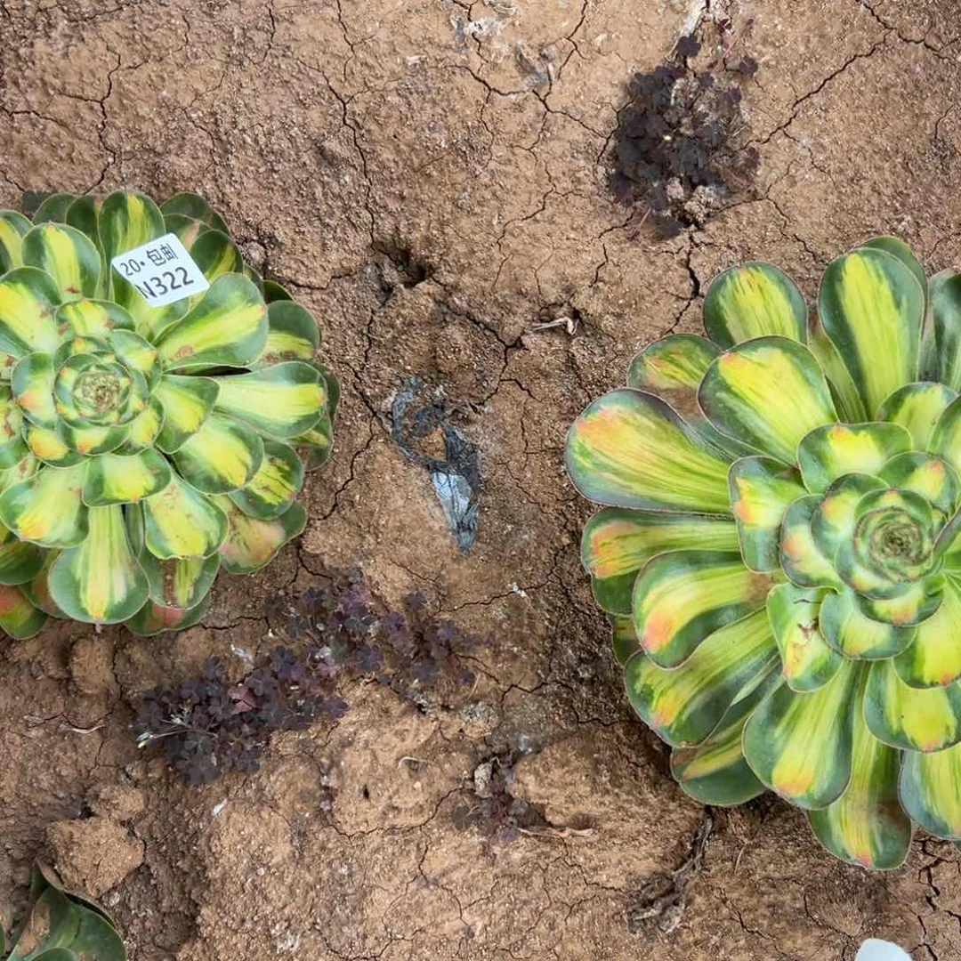 t***~4颗暴君满20包邮