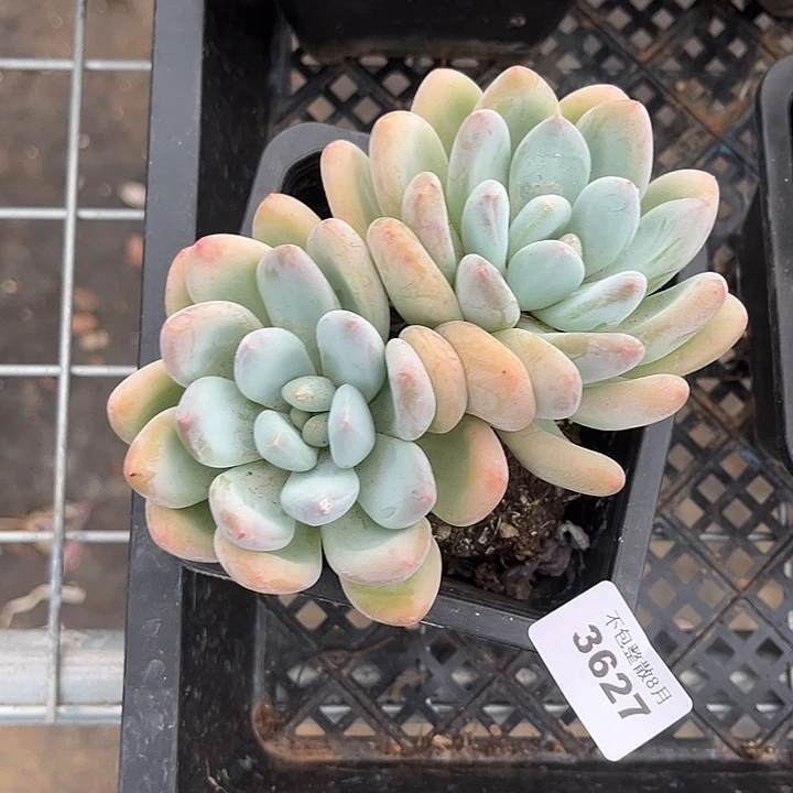 阿雅园艺。      3627