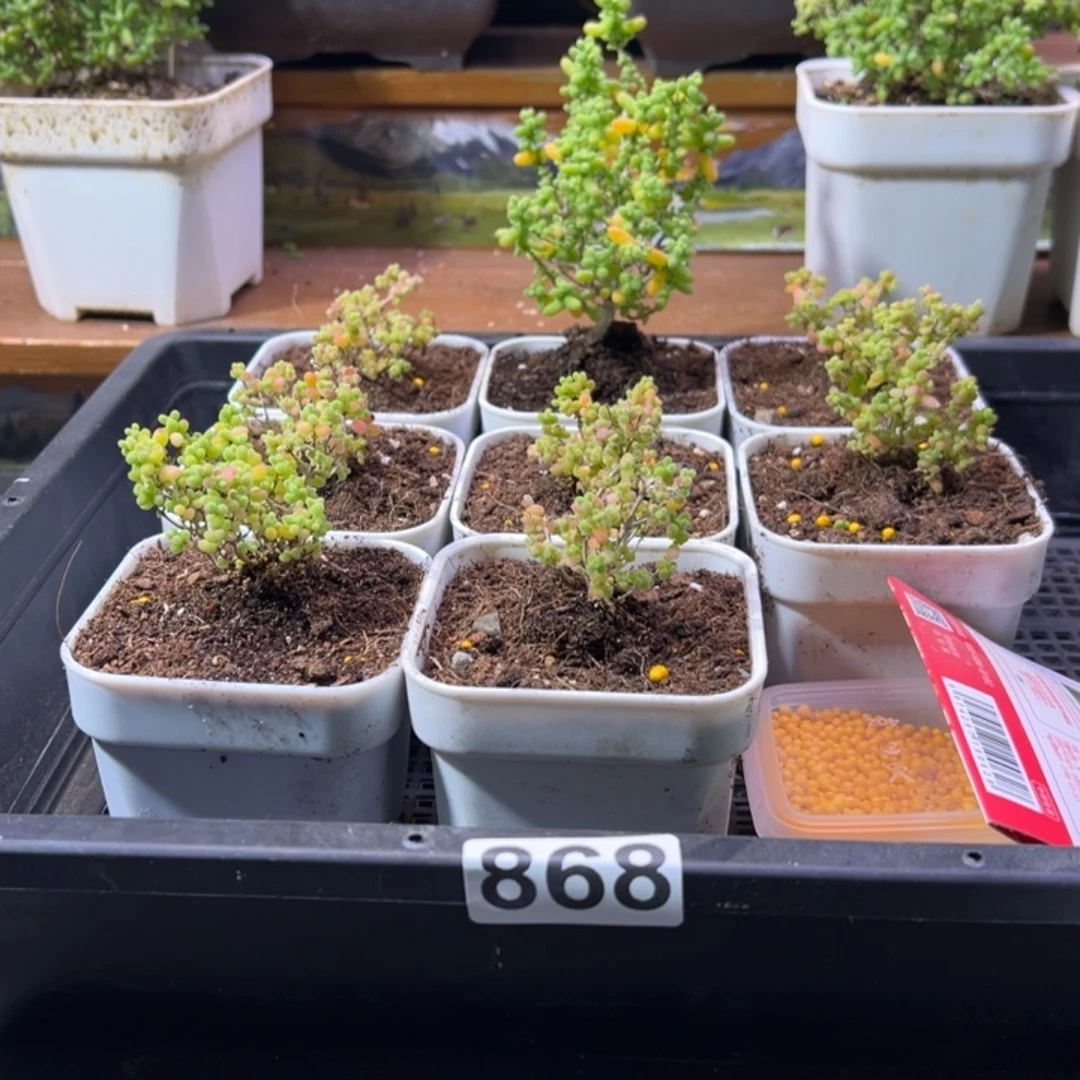 枝干番杏多肉植物868安