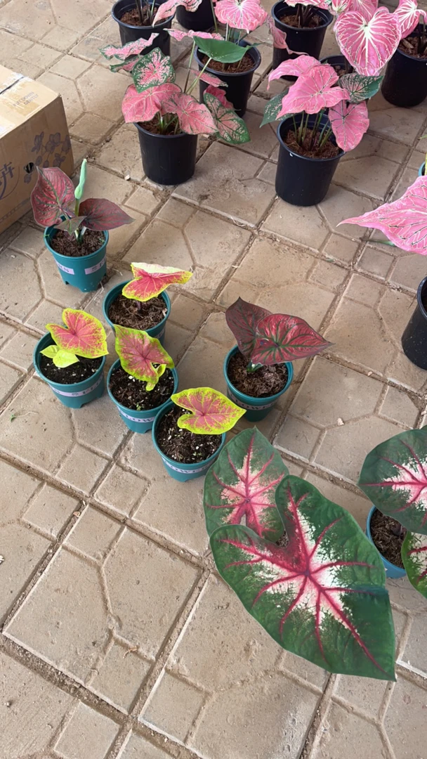 彩叶芋 各品种组合