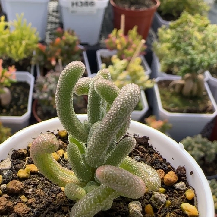 441-多肉植物枝干白闪光