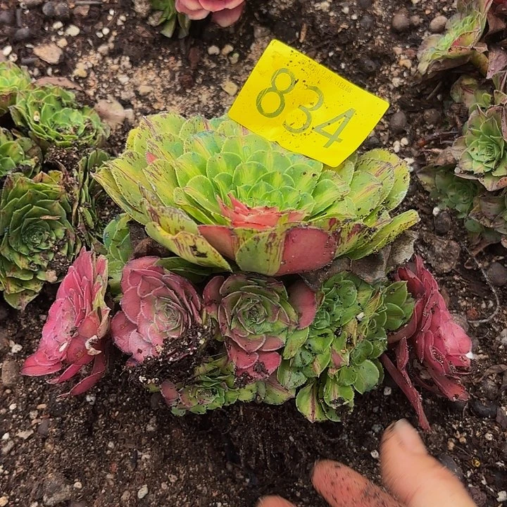 多肉植物福利来834包