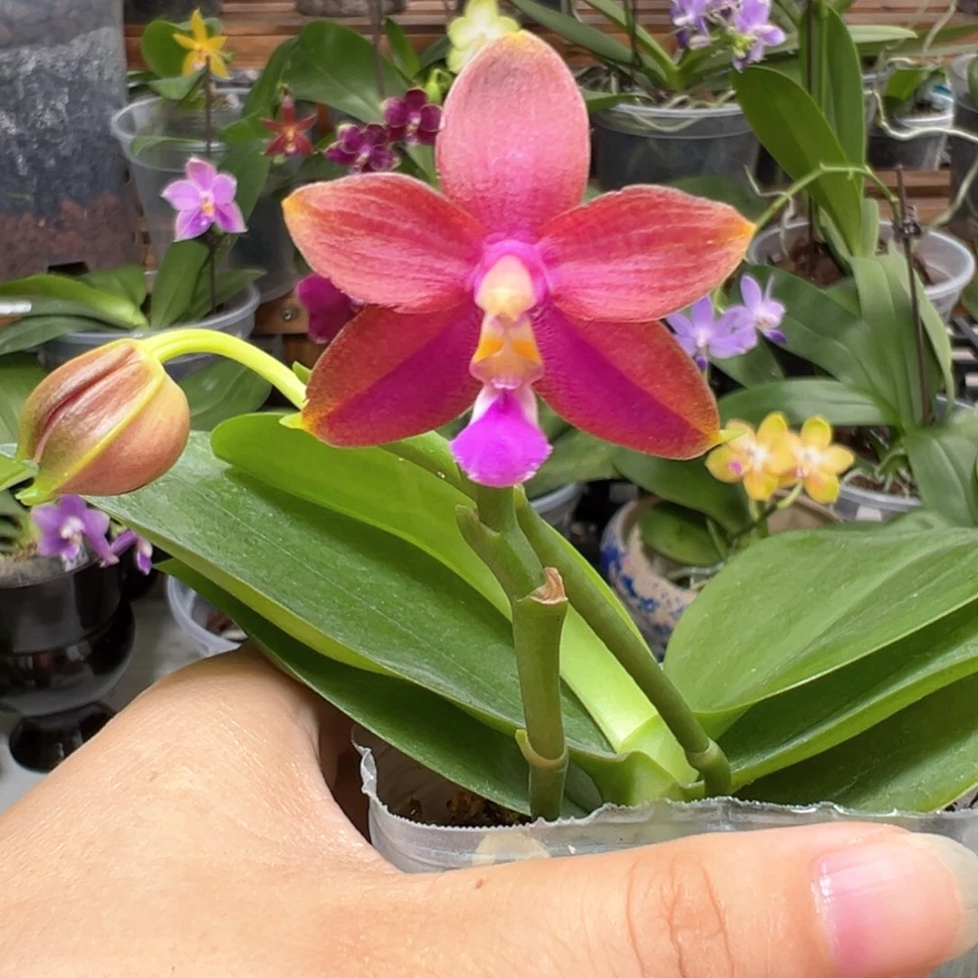 当前无花栽培后可以开花