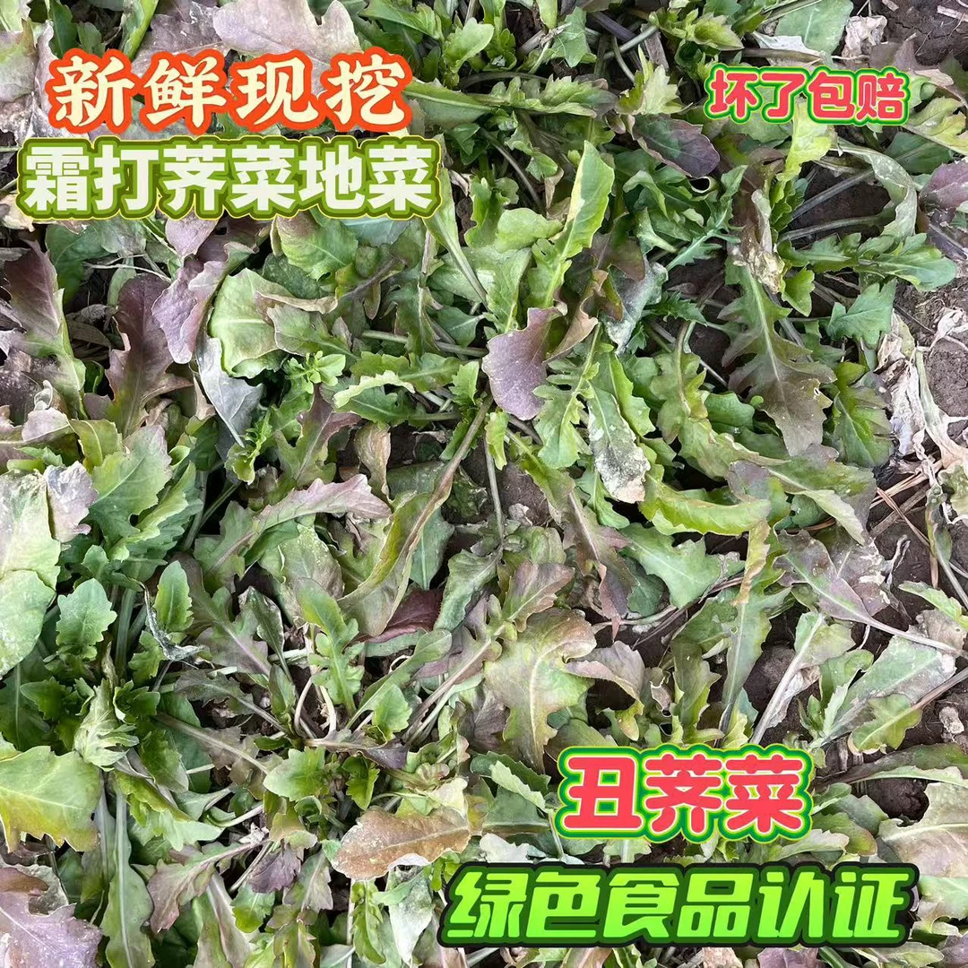 绿色食品新鲜荠菜漏天生长新鲜现挖荠菜地菜地丁混饺子馅煮火锅