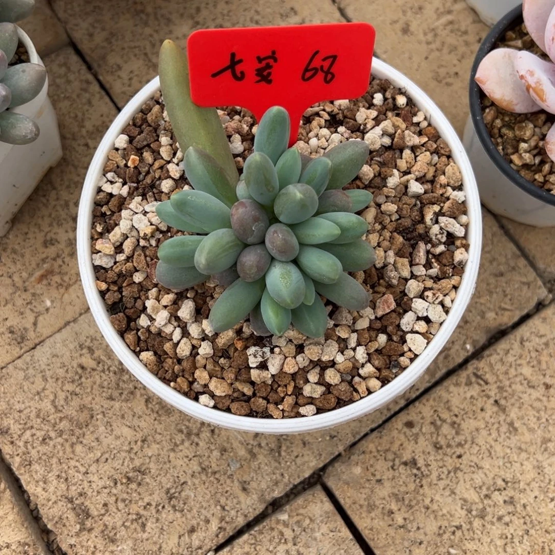 七***紫七安68。