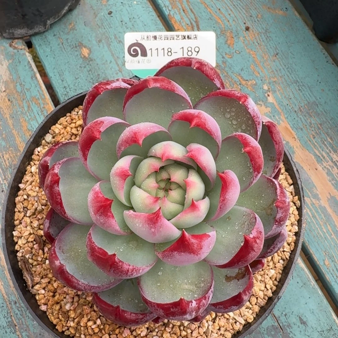 从前慢花园多肉编号1118-189