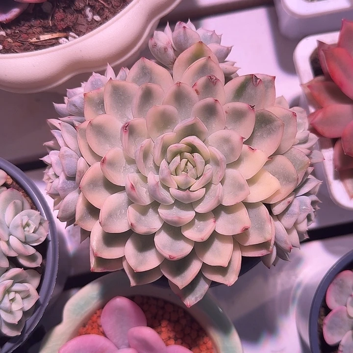 月亮仙子锦群生植物