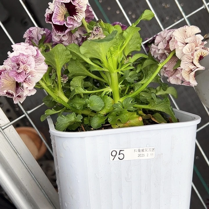 水晶抖音直播闪拍95