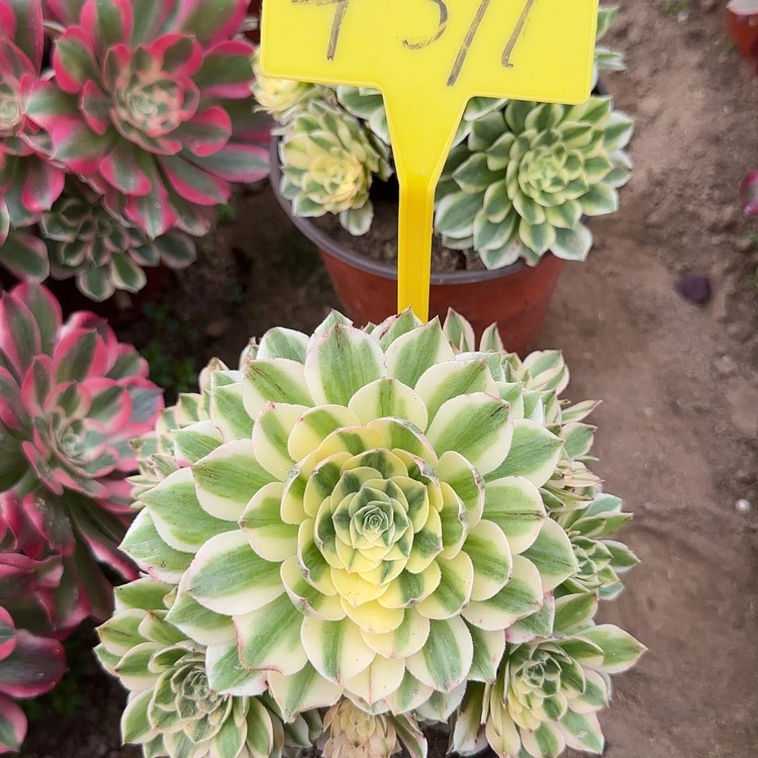 4311-++多头多肉植物