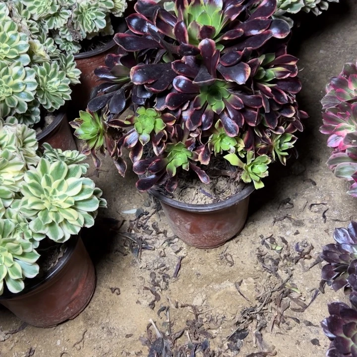 多肉植物欧家丽51号