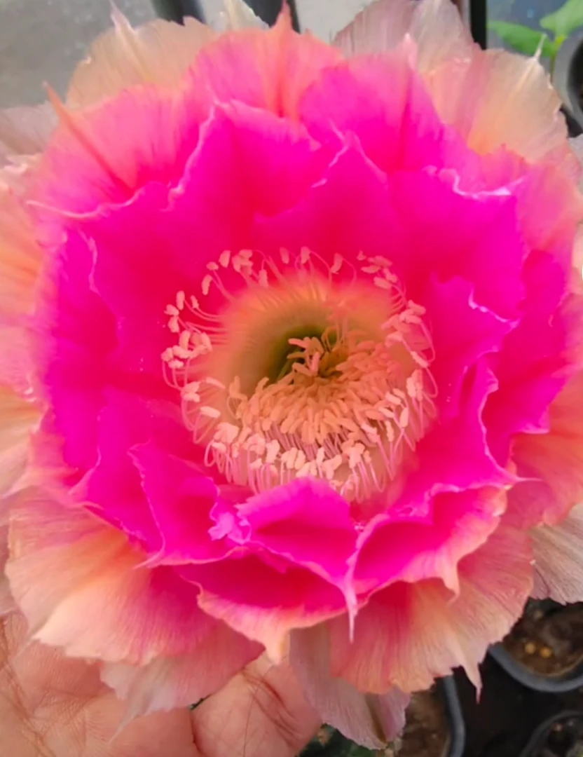 仙人球彩草彩草 超级可可歪