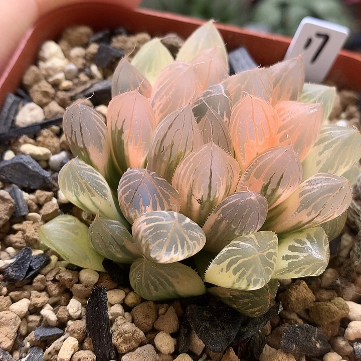 糊斑胭脂玉露锦带盆土发货t